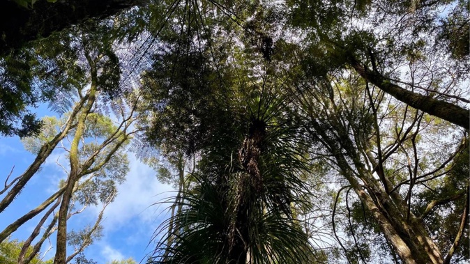 “Just a few weeks ago, our valley was alive with the sound of kiwi calling. Now there’s silence,” said Brad Windust, founding trustee of Bay Bush Action following the discovery of six dead kiwi in the Ōpua Forest. Photo / Supplied