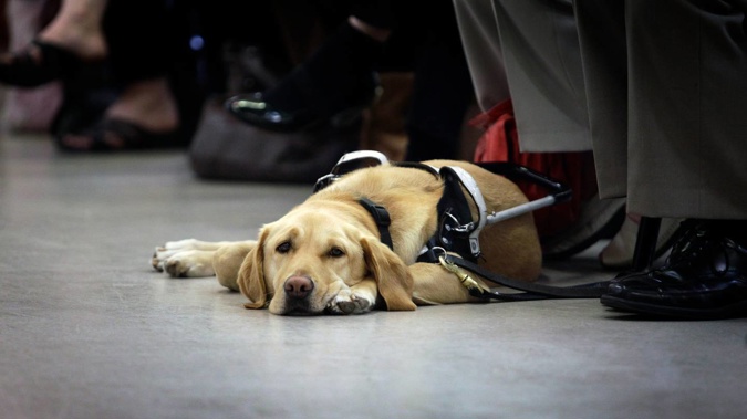 A new law seeks to end discrimination against those with disability dogs. (Photo / Sarah Ivey)