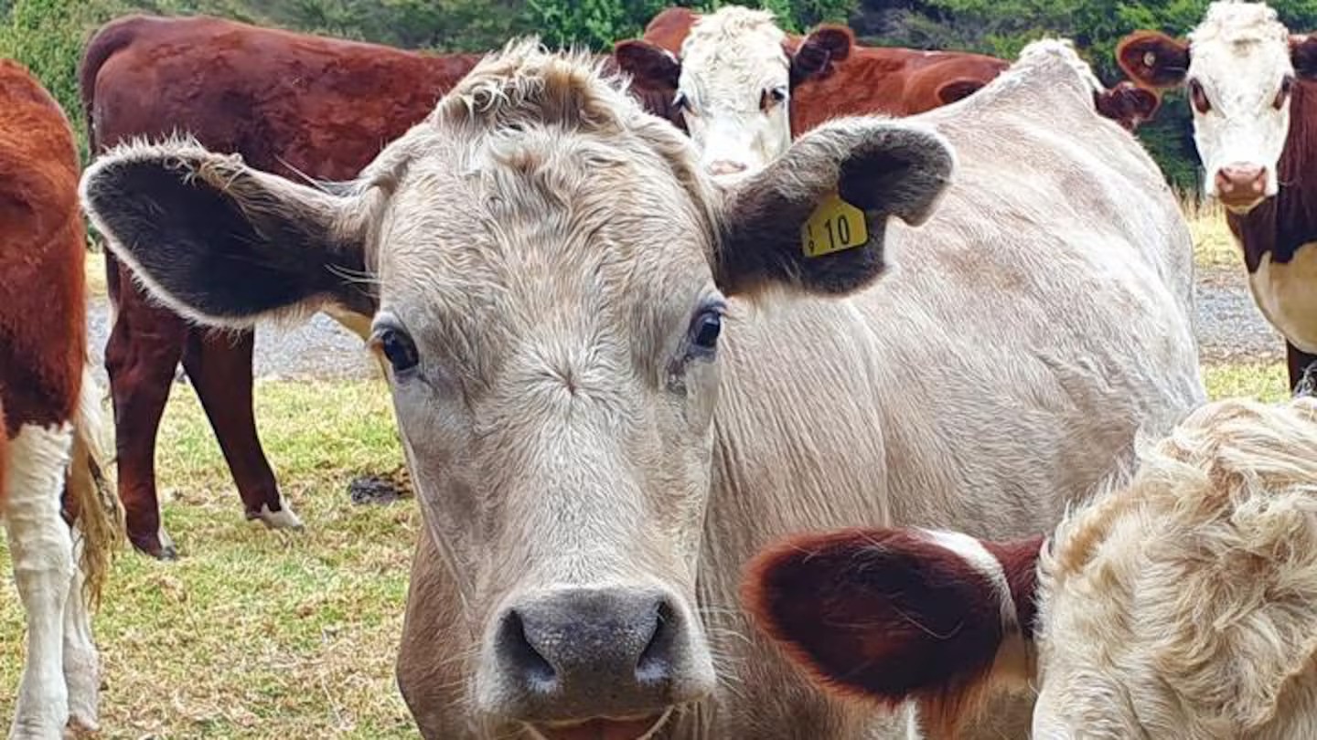 Public consultation on reversing the ban on reversing the ban on live animal exports is set to start in the coming months. Photo / RNZ