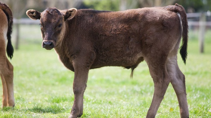 Bull sperm was stolen from a German farm. Photo / Supplied