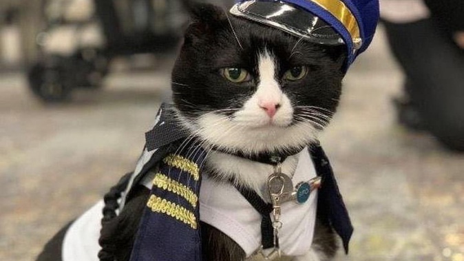 Duke Ellington Morris is the newest member of SFO's 'Wag Brigade'. Image / San Francisco International Airport