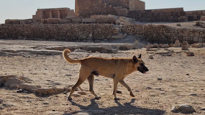 Apollo roams around Giza, Egypt. Photo / Vicki Brown, American Cairo Animal Rescue Foundation
