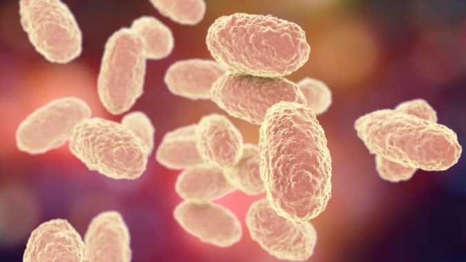 Bacteria Bordetella pertussis, which causes whooping cough. Photo / 123rf