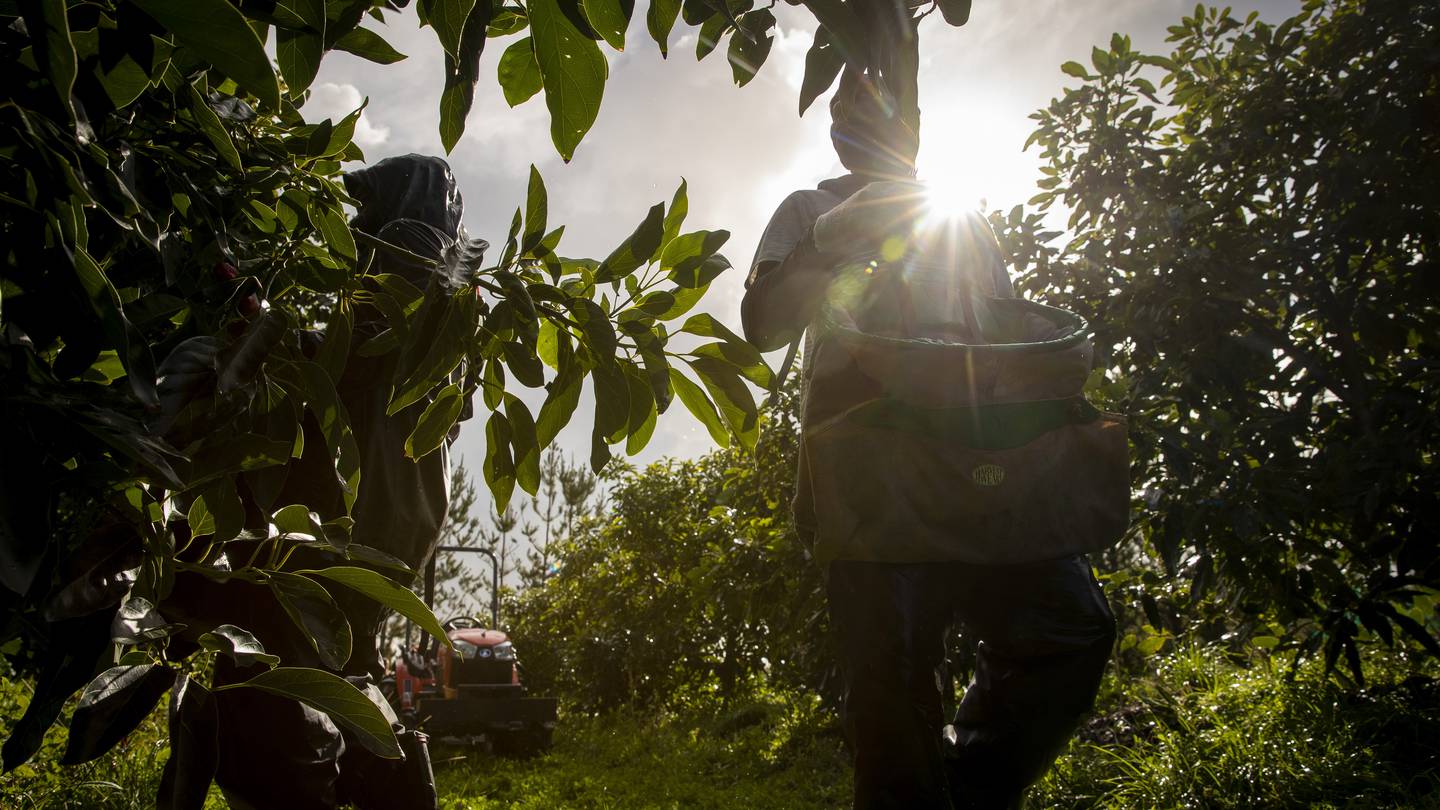 The Otago orchard was fined $225,000 after the teen was injured while cleaning machinery. Photo / File