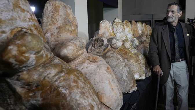 Paleontologist Mario Urbina poses for a photo next to the vertebrae of a newly found species named Perucetus colossus, or 'the colossal whale from Peru'. Photo / AP