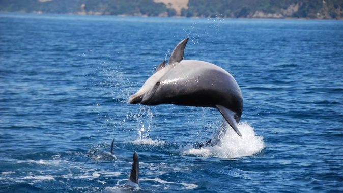 A bottlenose dolphin in the Bay of Islands. Photo / Department of Conservation