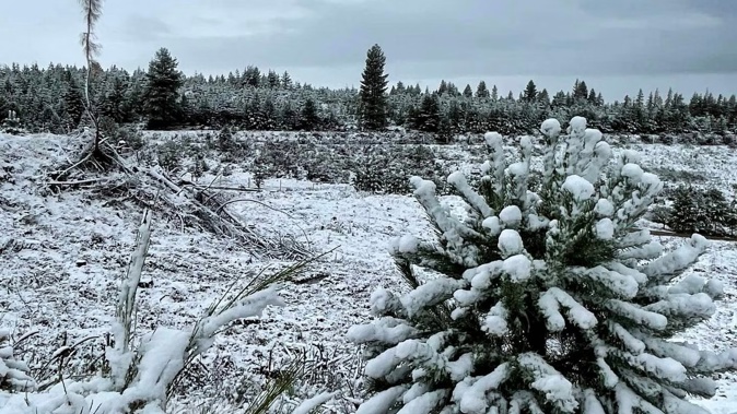Snow falling in the Naseby Forest Recreation Area in Central Otago 28 March 2023 picture supplied credit: Sherry Hart https://www.facebook.com/ErnslawOneLtdNasebyForestRecreationArea