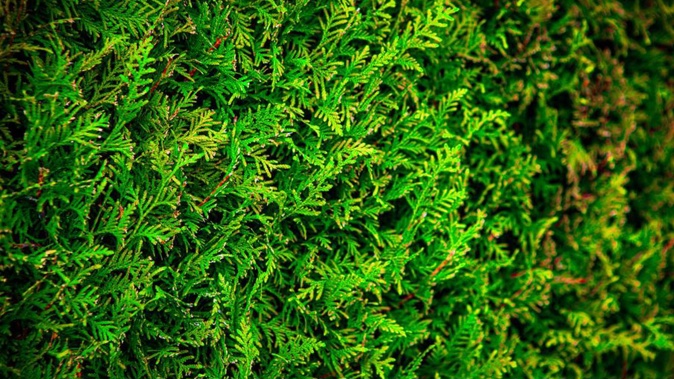 Cypress trees. Photo / Getty Images