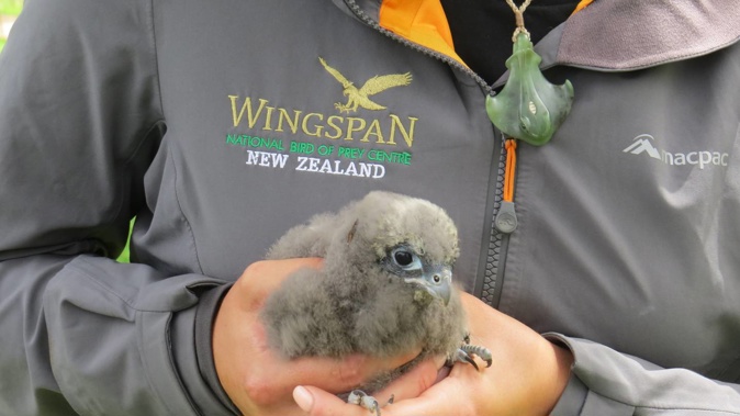 A kārearea chick is relocated to its new home, in a predator-proof nesting box at the base of Mt Tauhara, Taupō. Photo / Dan Hutchinson