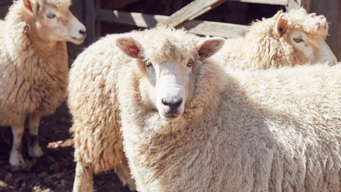 Bremworth hopes the campaign will stimulate demand for New Zealand wool.