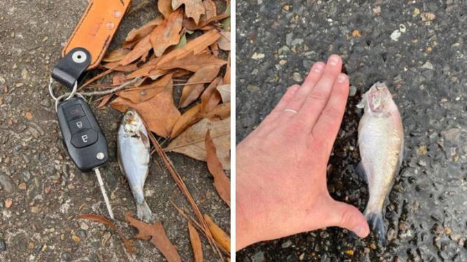 Texarkana locals have shared pictures of the fish they've found (left). One of the bigger fish found (right). Photos / Misty Johnston-Roberts, Williamson Cher