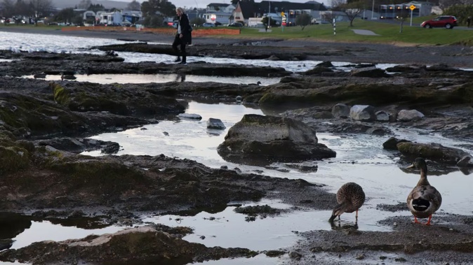 Ducks feed in rock pools that have formed as the level of Lake Taupō nears its minimum level. Photo / Dan Hutchinson