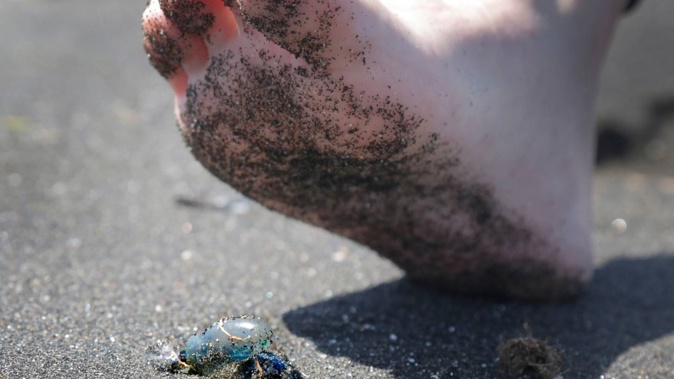 Bluebottle jellyfish hit Australian beaches in 'gobsmacking abundance' -  ABC News