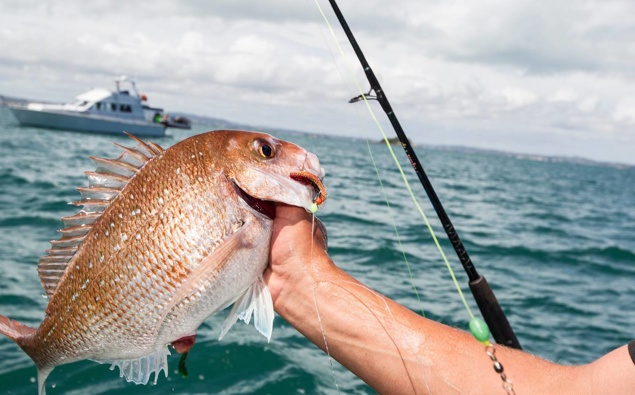 Strange snapper: Milky-fleshed fish alarm holiday anglers