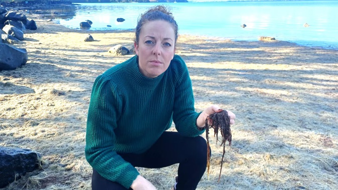Northland Regional Councillor and ecologist Amy Macdonald found large amounts of red seaweed Asparagopsis taxiformis at Tamaterau.