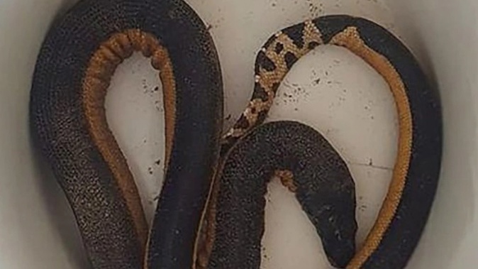 This yellow-bellied sea snake washed up on Tokerau Beach in Doubtless Bay, Northland, in May last year. Photo / Samantha Cooper