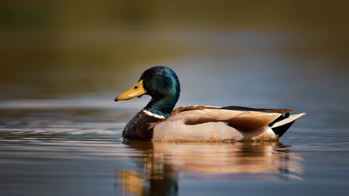 Southland's Federated Farmers president Jason Herrick said the mallard duck population was causing problems in the region. Photo / 123rf