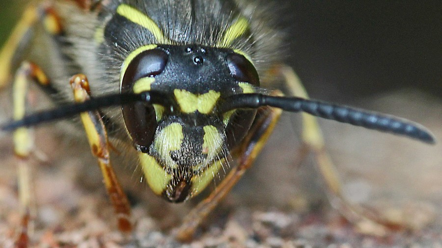 Ruud Kleinpaste: Hibernatory Wasps