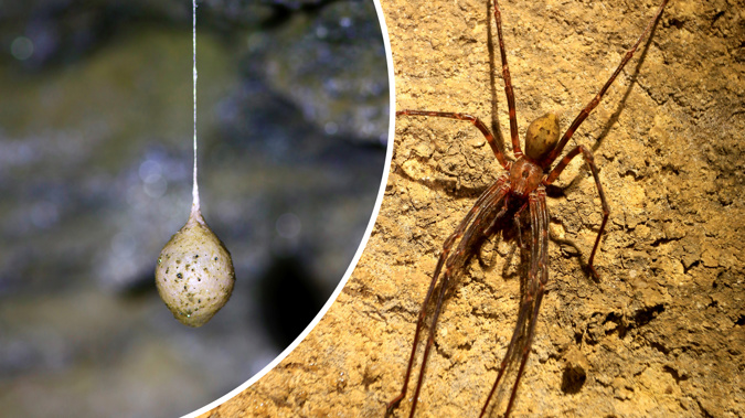 New Zealand's largest spider - the Nelson cave spider grows up to 13 centimetres across. Egg sac, inset. Photo / Supplied