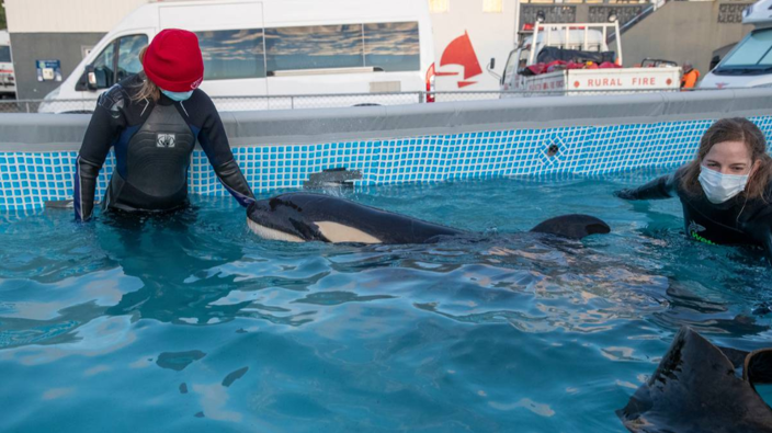 Orca calf Toa is still confined to his pool because of the recent flooding, polluting Porirua Harbour. (Photo / Herald)