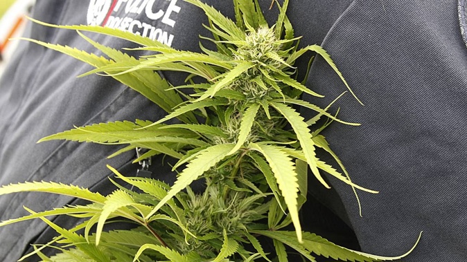 Police found 50 juvenile cannabis plants when they raided the woman's property.
