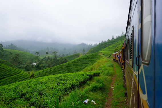 Training through the tea plantations. Photo / Supplied