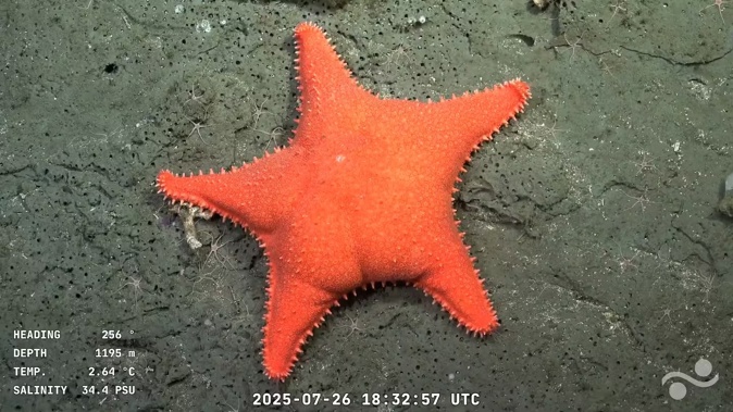 A screen grab taken from a handout video released by the Schmidt Ocean Institute and recorded by the ROV SuBastian while being commanded from the oceanographic research vessel RV Falkor (too), displaying a sea star at 1195m of depth at the Mar del Plata Canyon in the Argentine Sea, in the Atlantic Ocean about 300km off Mar del Plata, Buenos Aires Province, Argentina. Photo / AFP