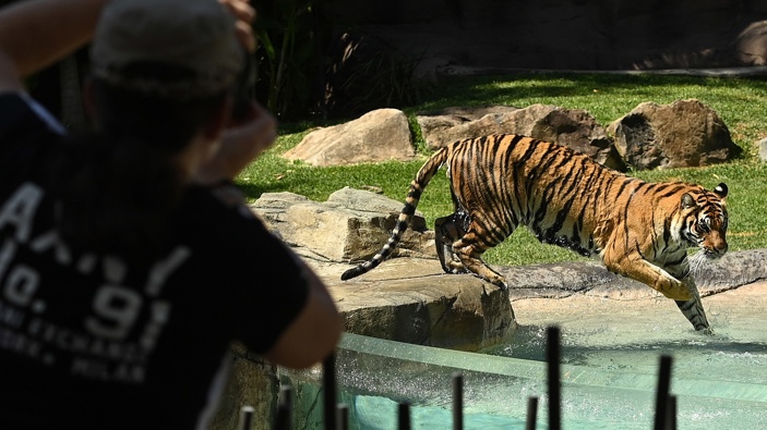 Patrons watch the tigers at Dreamworld on September 16, 2020 in Gold Coast, Australia. Photo / Getty