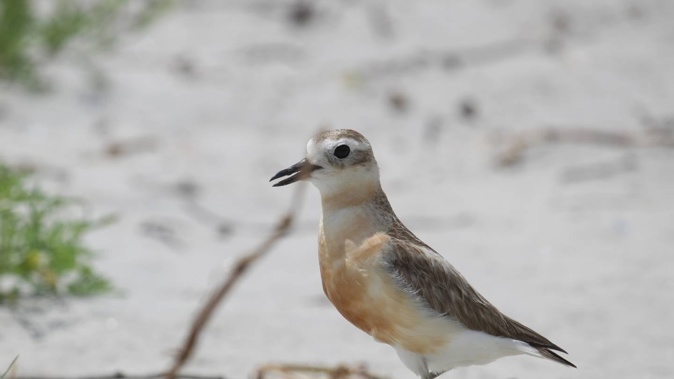 Police were called in after vandalism of a significant NZ native Dotterel nesting site at Waihi Beach.