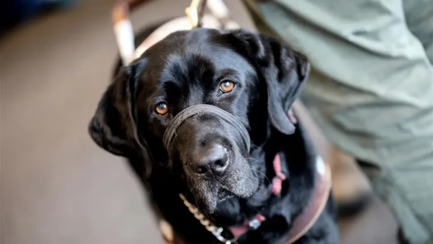 Guide dogs attacked by roaming dogs leave blind handlers ‘stuck at home’