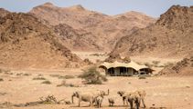 Wildlife encounters: In search of desert lions and elephants in Namibia