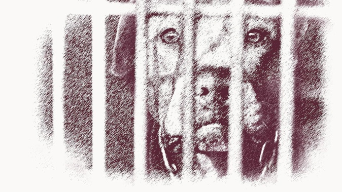 Pit Bulls were the second most commonly locked up dog in Auckland's dog shelters in 2023-24 and the breed most commonly locked up for being involved in an attack. Image / Andrew Louis