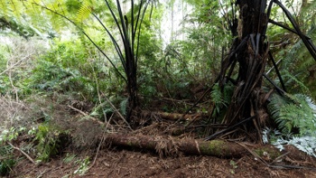 Watch: First look inside Tom Phillips’ 'grim' bush hideout after cordon lifts
