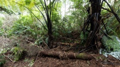 The campsite where Tom Phillips was living with his kids. Photo / George Heard