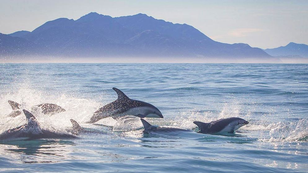 Encounter Kaikoura Dolphins (Credit: Dolphin Encounter)
