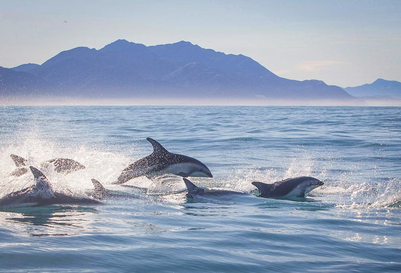 Encounter Kaikoura Dolphins (Credit: Dolphin Encounter)
