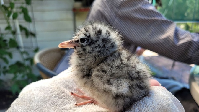 This black-billed gull/tarāpuka chick ended up in human care after tumbling off a roof in Tūrangi. Photo / Krysia Nowak | DOC
