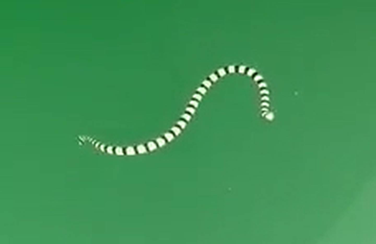 Banded sea kraits can be found in the water - and on land. Photo / Supplied