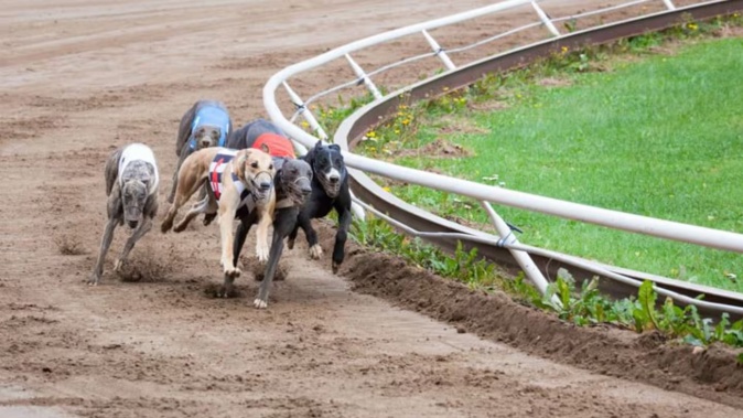 The industry says injuries are inevitable in the energetic sport of racing. Photo / 123rf