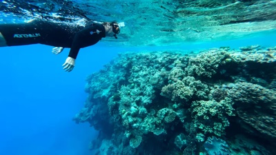 Scientists break down in tears over 'horrifying' Great Barrier Reef crisis