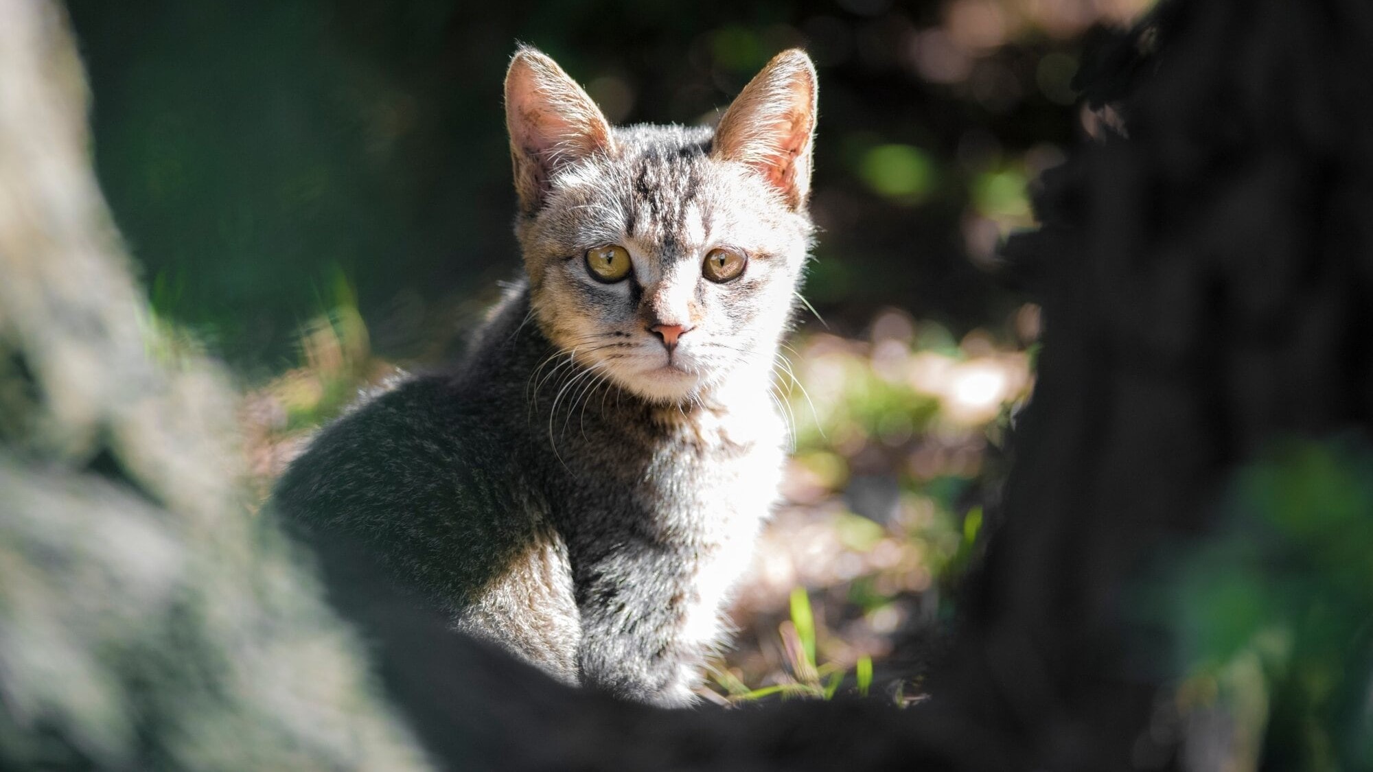 Microchips, desexing: The region with strict new rules on cat ownership