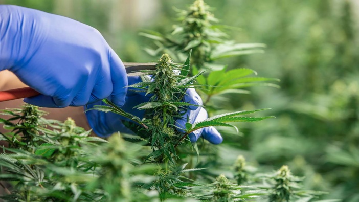 18 months since medicinal cannabis regulations came into force, and still no domestic medicines. With a grace period ending, legal medicines are now harder to get and pricier. Photo / Supplied