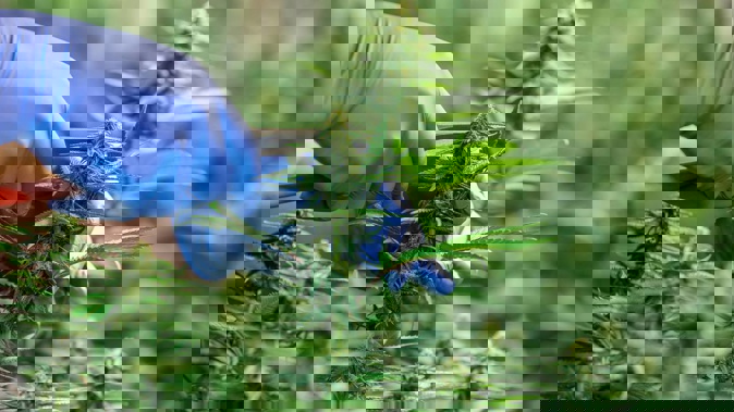 18 months since medicinal cannabis regulations came into force, and still no domestic medicines. With a grace period ending, legal medicines are now harder to get and pricier. Photo / Supplied