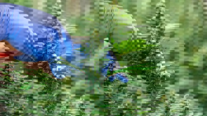 18 months since medicinal cannabis regulations came into force, and still no domestic medicines. With a grace period ending, legal medicines are now harder to get and pricier. Photo / Supplied