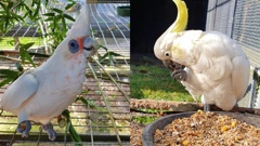 Cornwall Park’s large parrots, Stevie Nicks the corella and Mate the cockatoo, have flown the coop and headed north, and won’t be coming back to the upgraded park aviary.