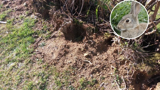 Rabbits have been causing damage at Okere Falls. Photo / Matthew Nash