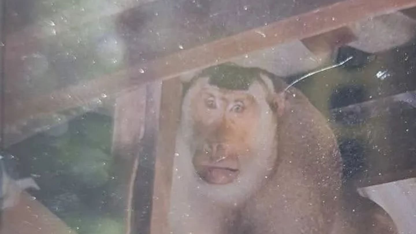 Elderly man slain in own home in brutal attack by rogue monkey