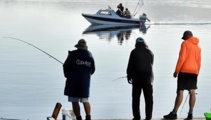 Salmon declining as water warms in Dunedin