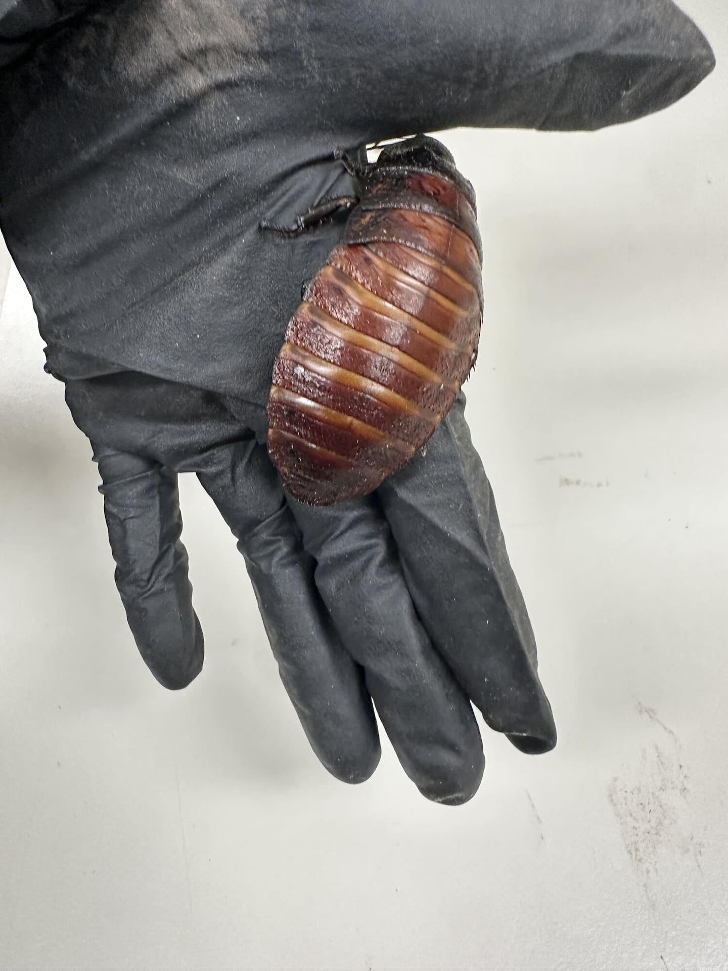 Australia seizes 100,000 cockroaches in bug-breeder bust