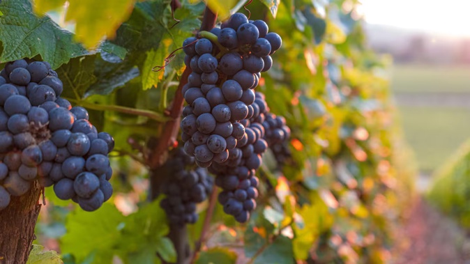 Every year, around 120,000 seasonal workers are recruited to pick the grapes grown across 34,000ha in the Champagne region. Photo / Getty Images